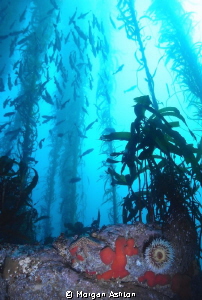 A good day in Point Lobos, Carmel. by Morgan Ashton 